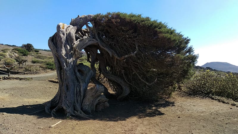Sabina retorcida por el viento en El Sabinar, isla de El Hierro, Canarias