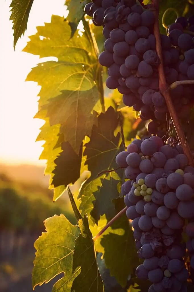 Racimo de uvas maduras colgando del parral, símbolo del fruto cuidado con esmero y víctima de una reacción desmedida.