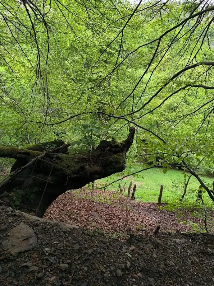 Árbol caído y cubierto de musgo que, a pesar de su forma torcida, continúa creciendo en medio de un bosque frondoso. Al fondo, una pradera verde con estacas de madera irregulares.