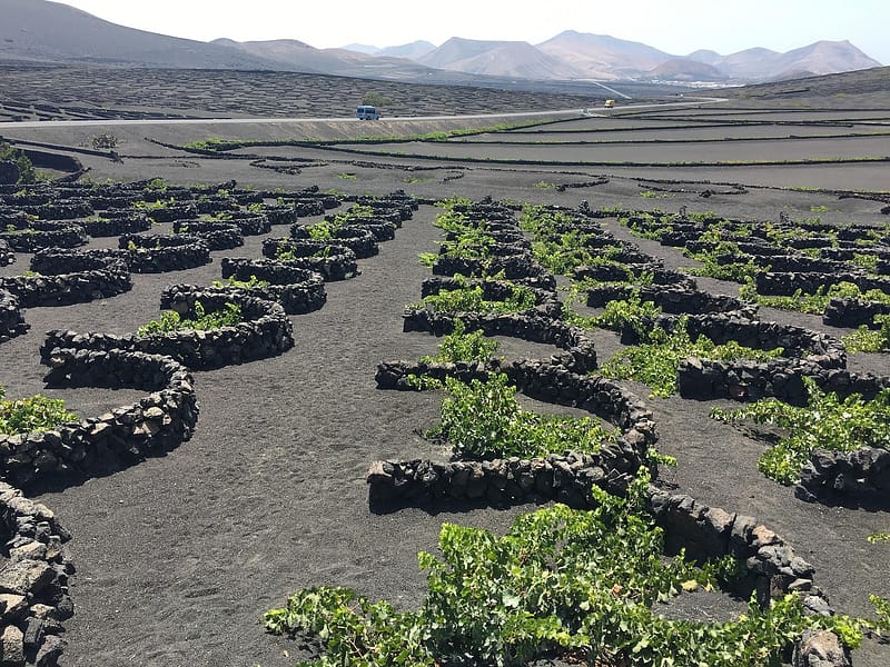 Viñedos en hoyos protegidos por muros de piedra volcánica en La Geria, Lanzarote